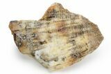 Agatized Fossil Coral Geode - Florida #225129-1